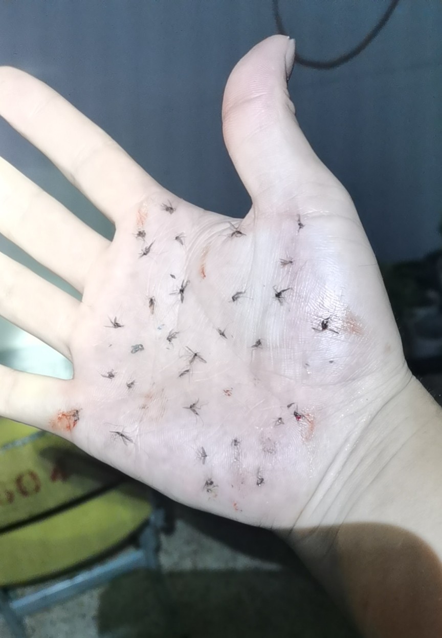 一只手掌布满被拍死的蚊子这张照片背后的故事又心酸又感人