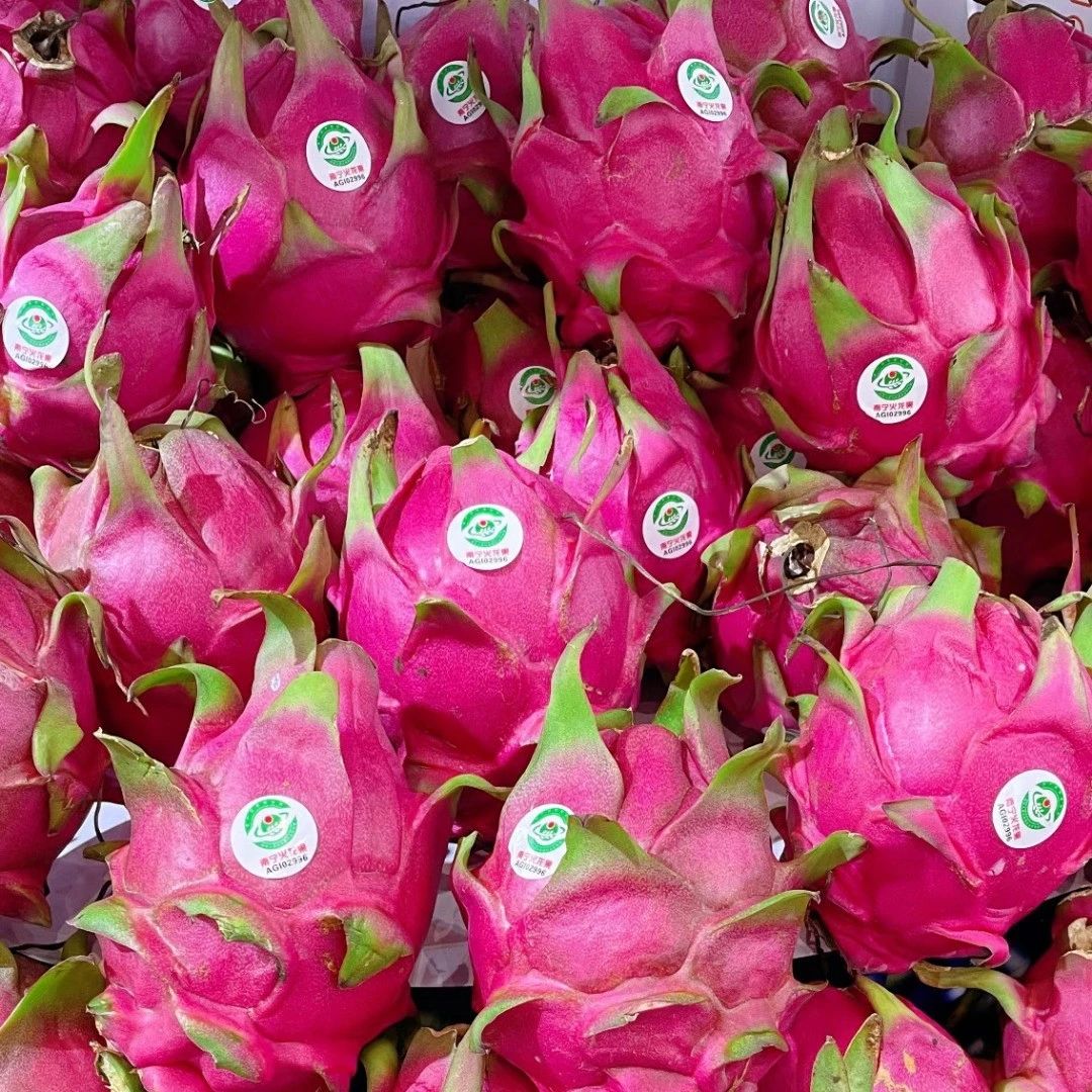 火龙果怎么人工授粉 火龙果也能在阳台种 果子挂满枝头