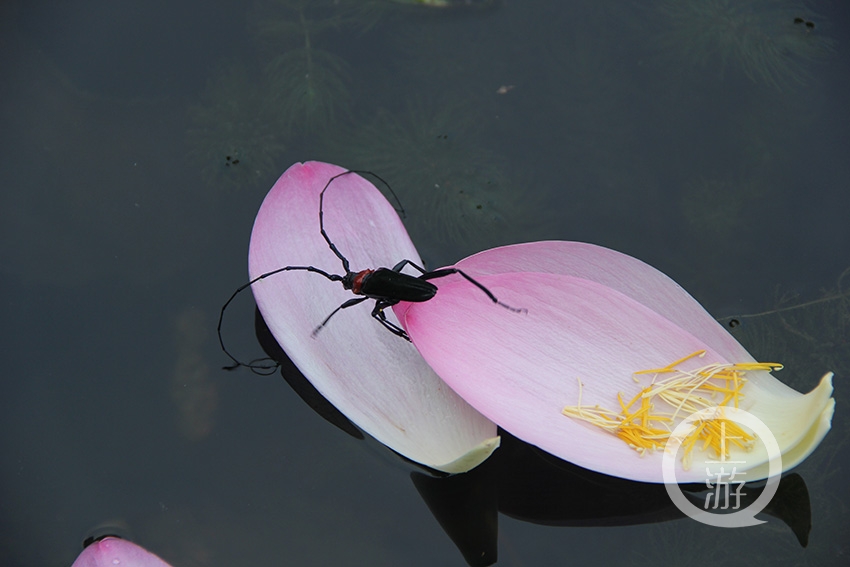 《脚踏两只船》郑玉龙 摄