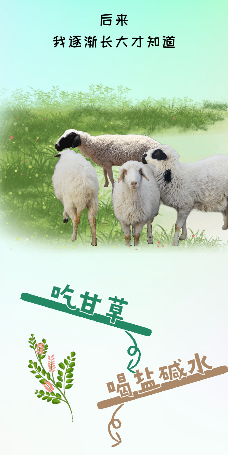 "世界那么大,我想出去走走,不论生死,不在乎……"|肉类|牛羊肉|滩羊
