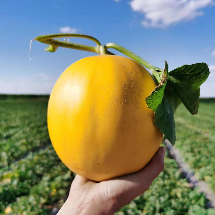 一口下去清甜飙汁,水润解暑!|黄金|西瓜_新浪新闻