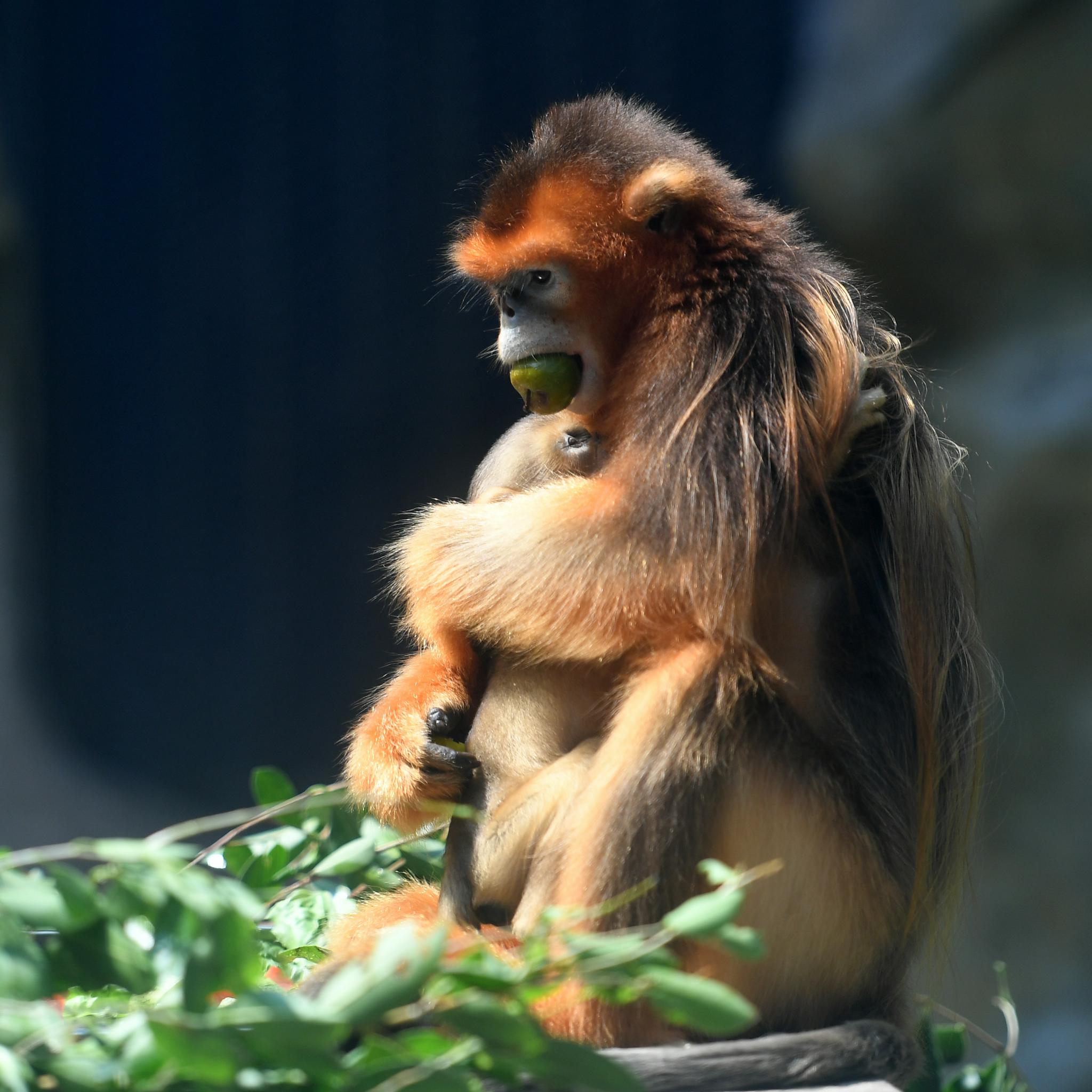 重庆:动物园里的"清凉夏日"