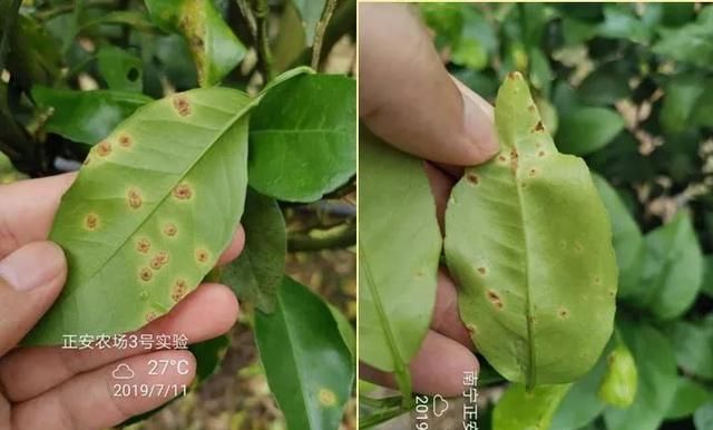 柑橘樹嫩梢常見(jiàn)病害(柑橘苗期病害)