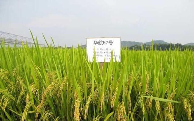 杂交水稻大战太空水稻太空培育的水稻产量会不会更高