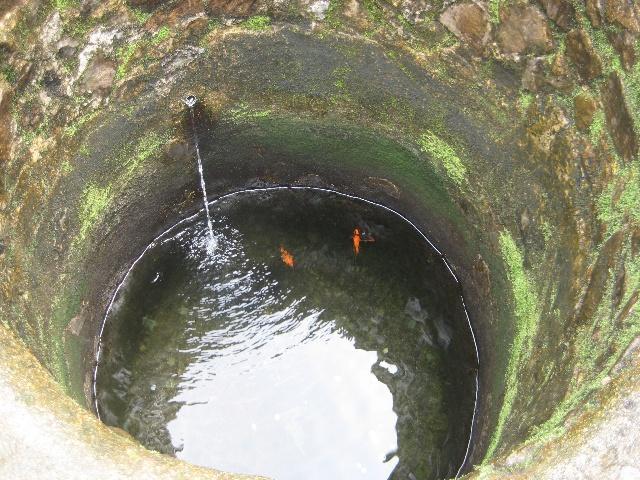 農村的水井裡都會養幾條紅魚知道原因後讓人驚呆了