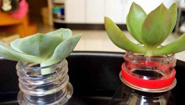 用矿泉水瓶改造成养花工具效果超乎多数人的想象