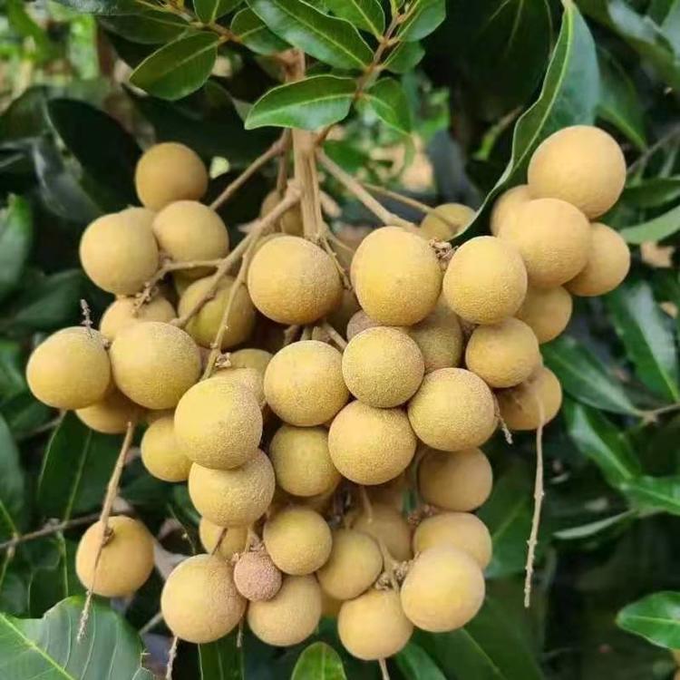 买龙眼，不是越大越好，记住4个小窍门，龙眼个个新鲜肉甜多汁