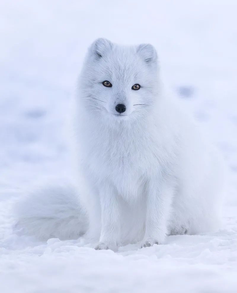北极银狐 稀有图片
