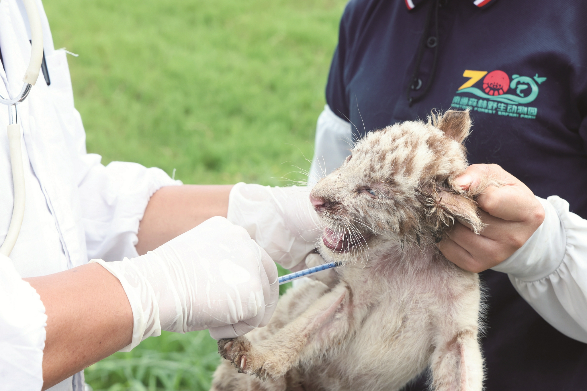 孟加拉小白虎进行疫苗接种|疫苗|南通市|老虎_新浪新闻