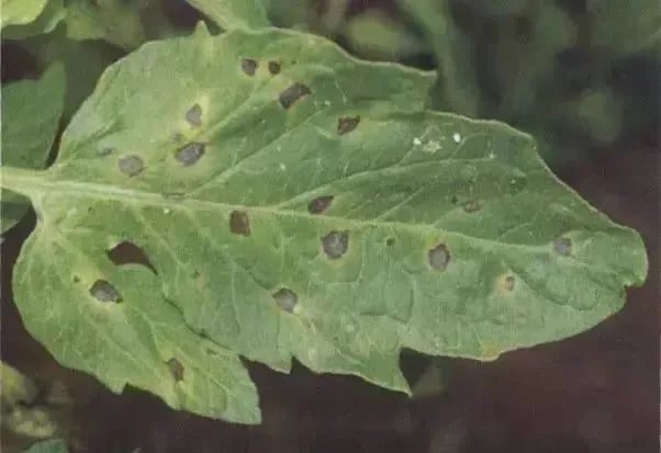 番茄的5种病害诊断