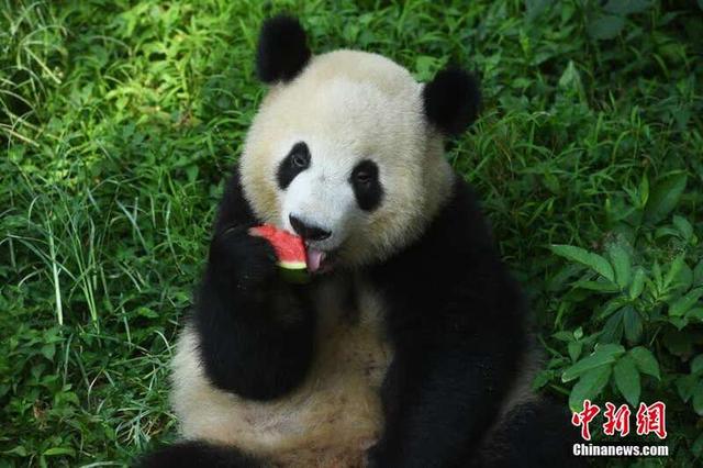 重庆动物园大熊猫吃冰镇水果防暑降温