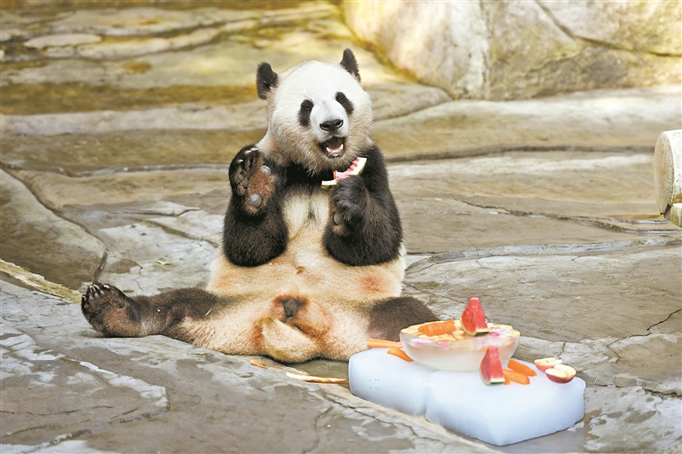 7月29日,在重庆动物园,一只大熊猫在吃冰镇西瓜.