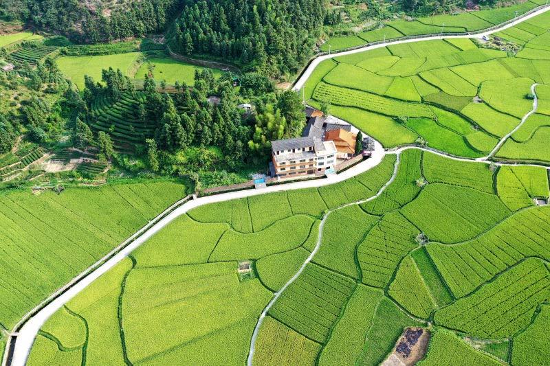 广西三江稻田阡陌纵横美如画