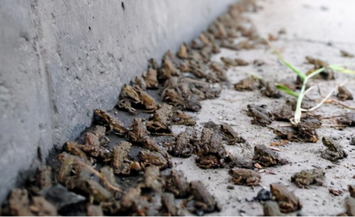 大地震前动物普遍异常为何人类不用它们来预测真没科学依据吗