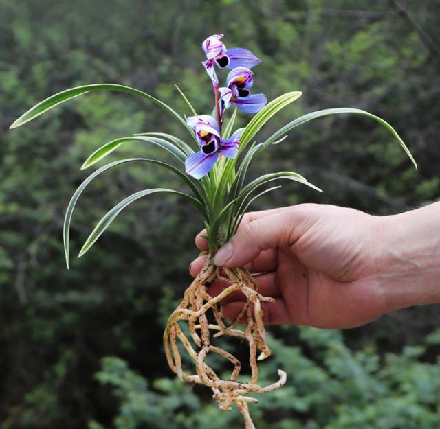 紫月荷兰花花语图片