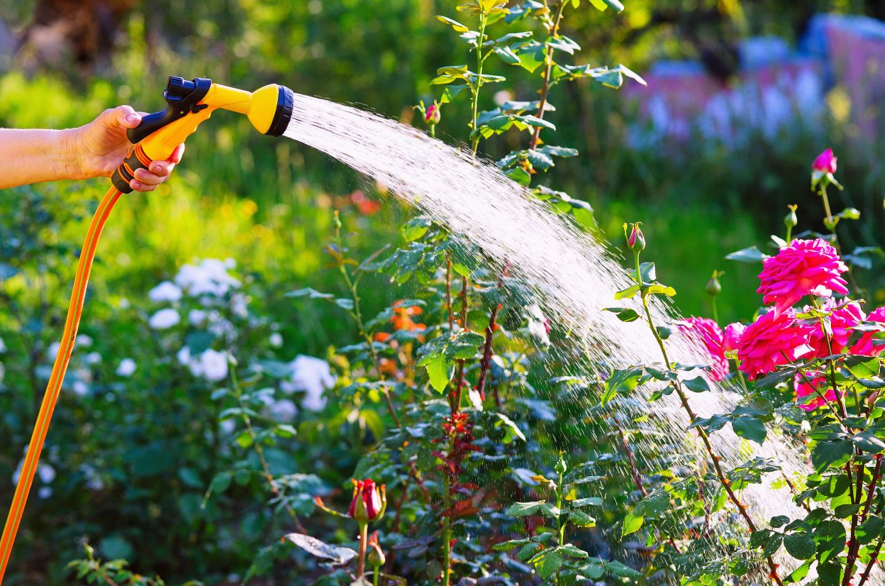 养花别乱喷水,操作不当很容易导致根茎腐烂,喷水的优缺点分析|植物|叶