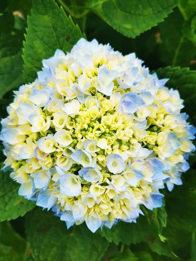 绝美烟台绣球花海绚丽绽放掉进爱丽丝梦境