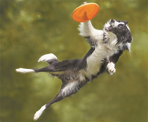 "动物奥运会" 高手真不少