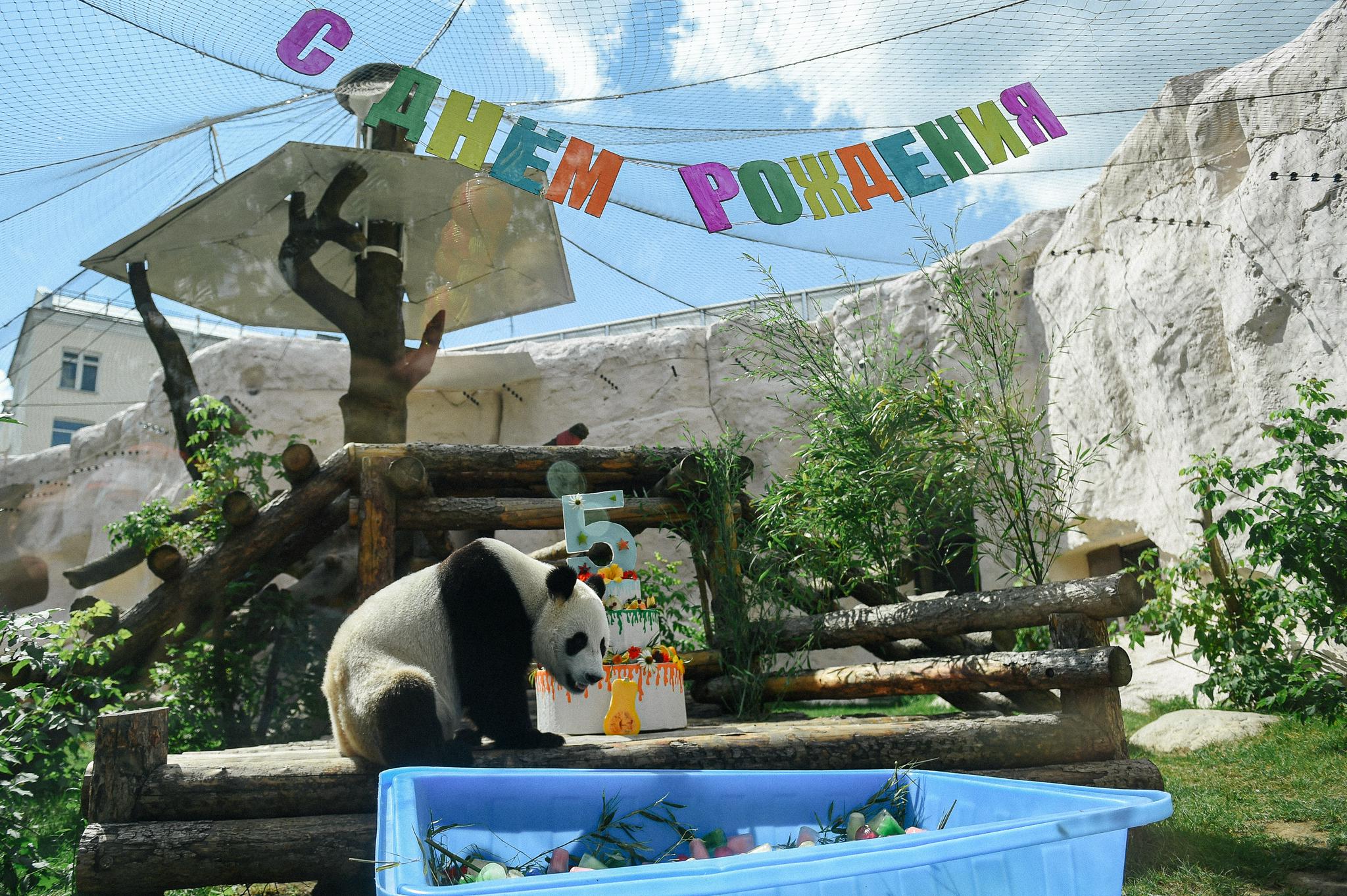 莫斯科动物园为大熊猫"如意"庆祝生日