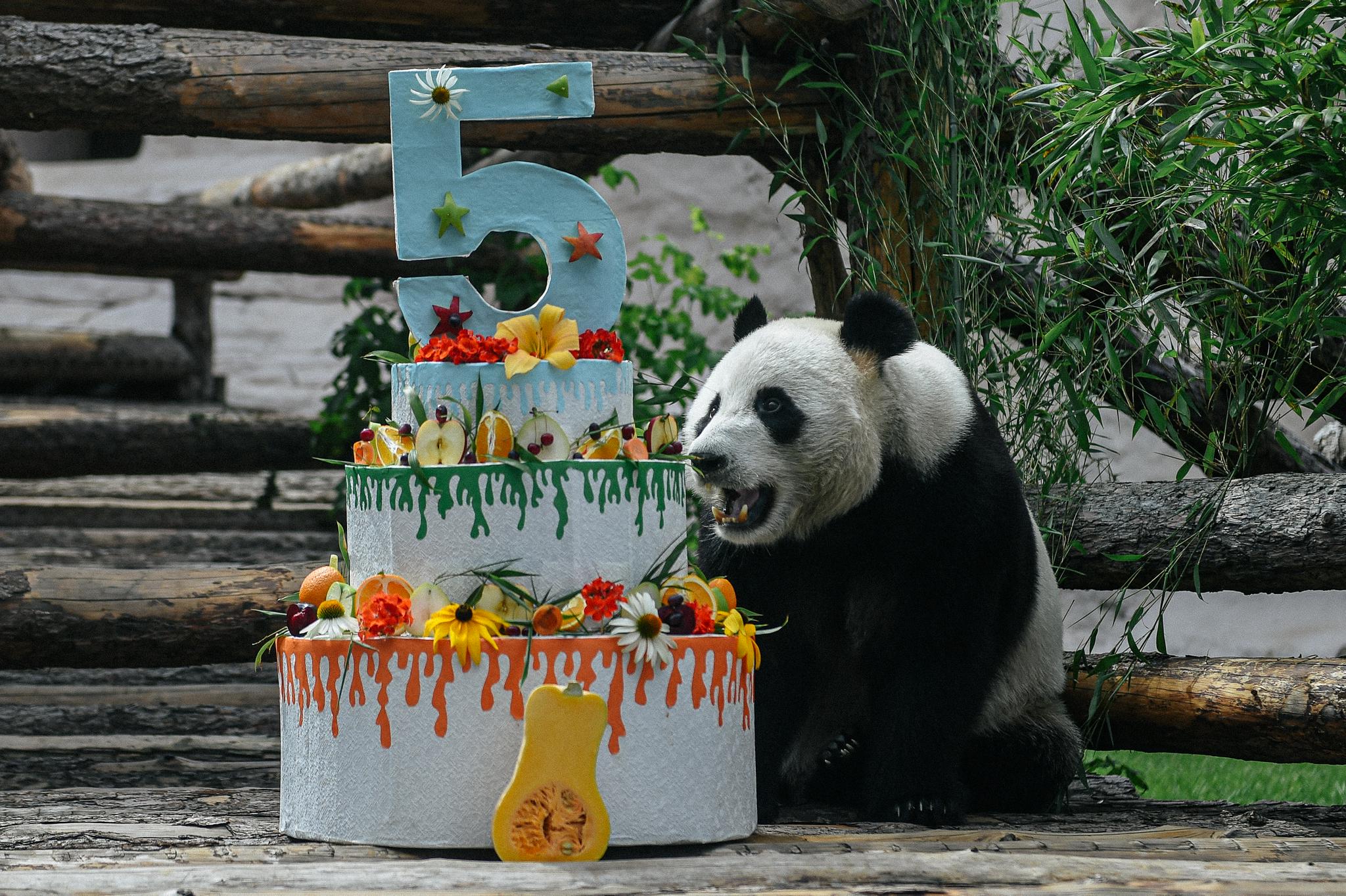 大熊猫如意 新浪网