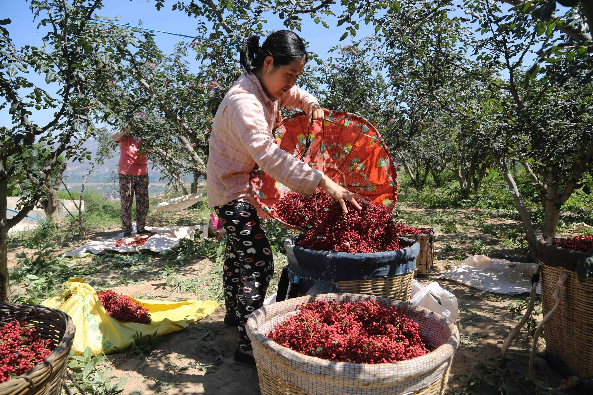 甘肃甘谷:花椒采摘忙