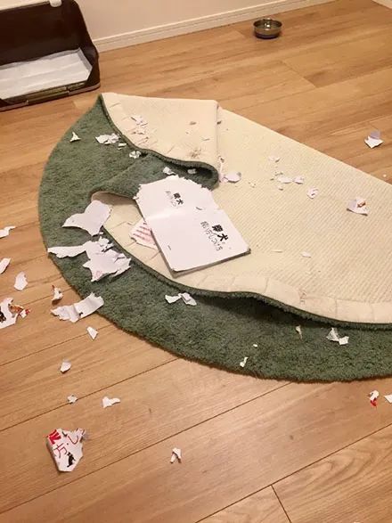 网友买了一本如何养柴犬的书,还没看就被狗子撕了,哈哈哈!