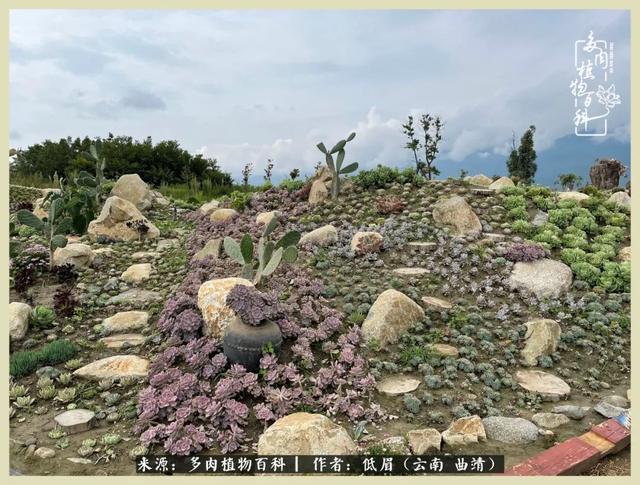 在时间的夹缝里,去木石居多肉民宿做个梦|大理白族自治州_新浪新闻