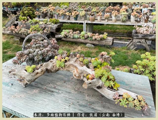 在时间的夹缝里,去木石居多肉民宿做个梦|大理白族自治州_新浪新闻