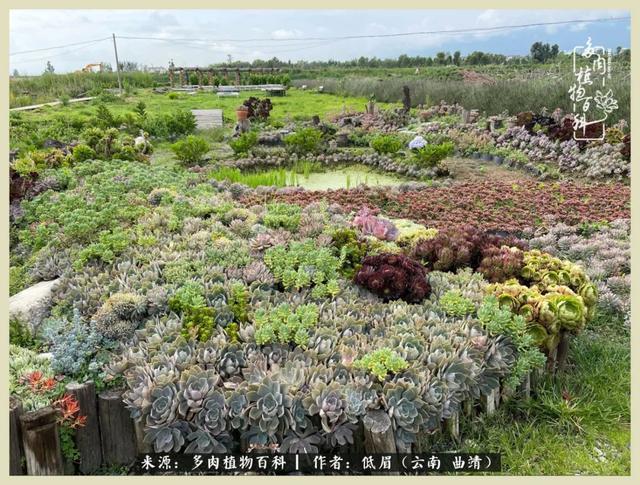 在时间的夹缝里,去木石居多肉民宿做个梦|大理白族自治州_新浪新闻