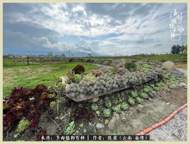 在时间的夹缝里,去木石居多肉民宿做个梦|大理白族自治州_新浪新闻