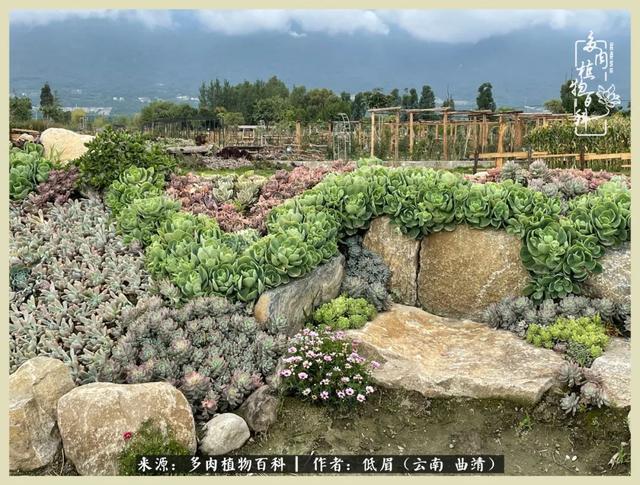 在时间的夹缝里,去木石居多肉民宿做个梦|大理白族自治州_新浪新闻