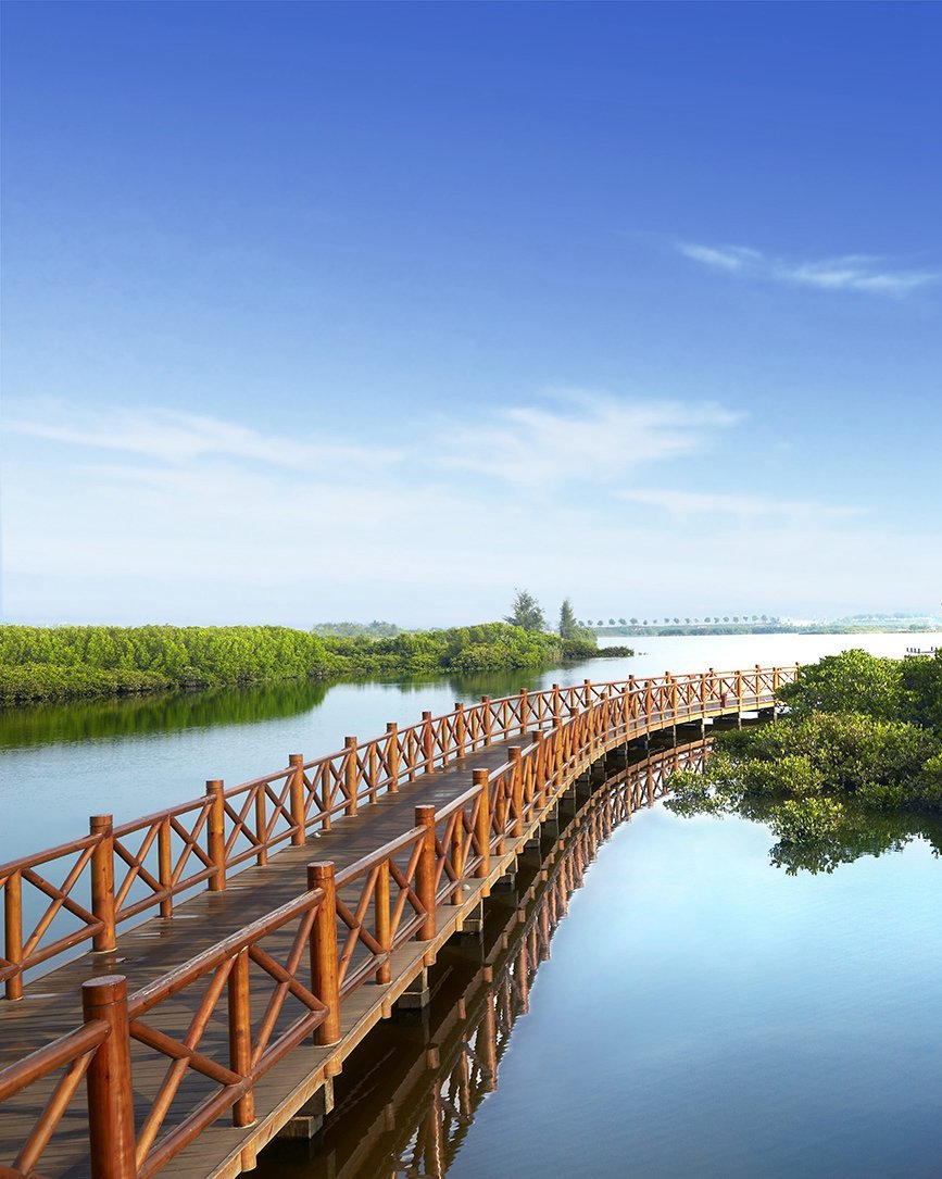 海南澄迈:红树林生态美 火烈鸟舞翩跹