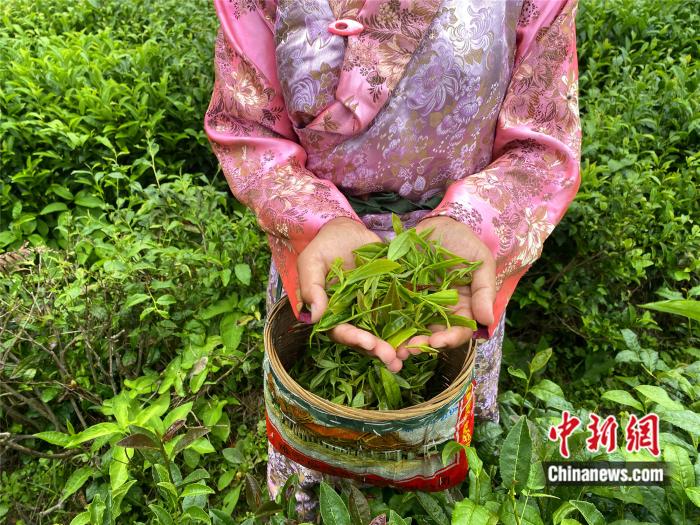 【石榴花开 籽籽同心】林芝市波密县易贡茶场：茶叶中的致富路