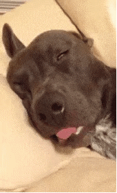 狗狗的舌头在睡觉的时候被无情的拔出来? | 10大动图