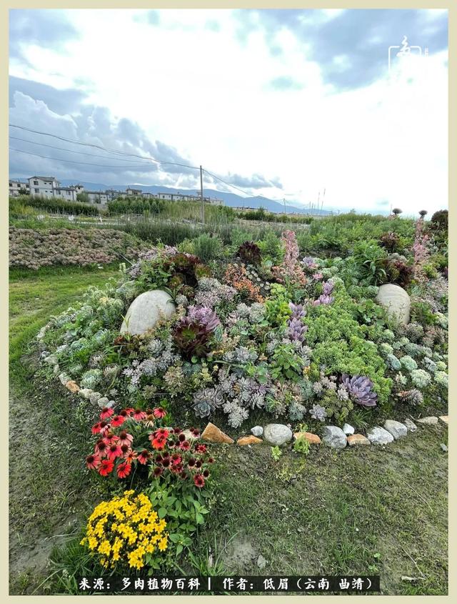 在时间的夹缝里,去木石居多肉民宿做个梦|大理白族自治州_新浪新闻