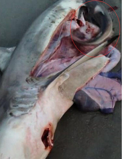 狗鲨鱼图片营养价值图片