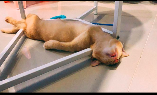 猫咪四脚朝天躺在桌下睡觉身体软绵绵的太放松了是坏掉了吗