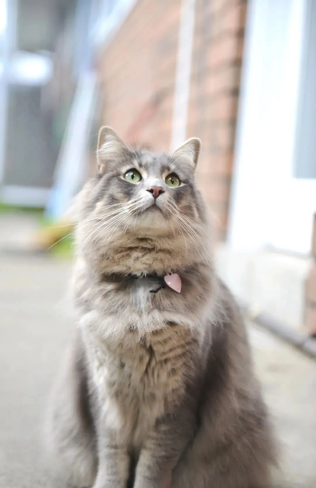 云吸猫奥运加油猫咪也为你们一起喝彩