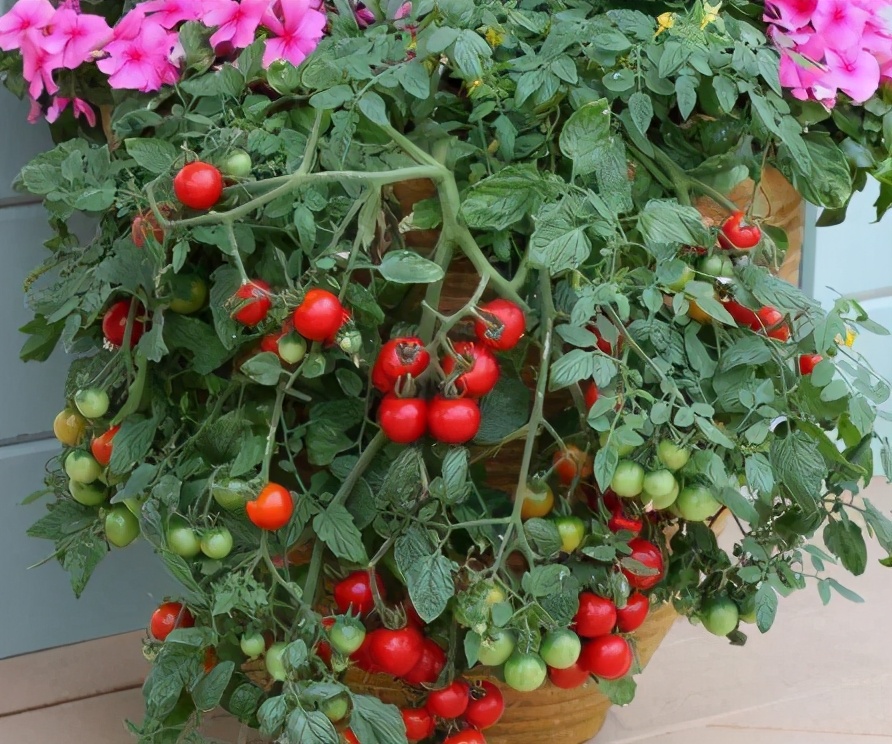 想在阳台盆栽西红柿窍门要知道自己种的口感更好