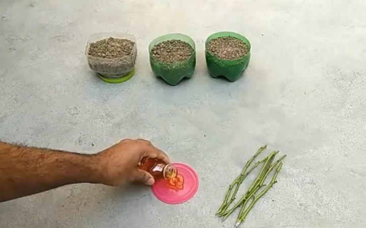 掐把树枝子自制生根剂嗖嗖生根浇花消毒