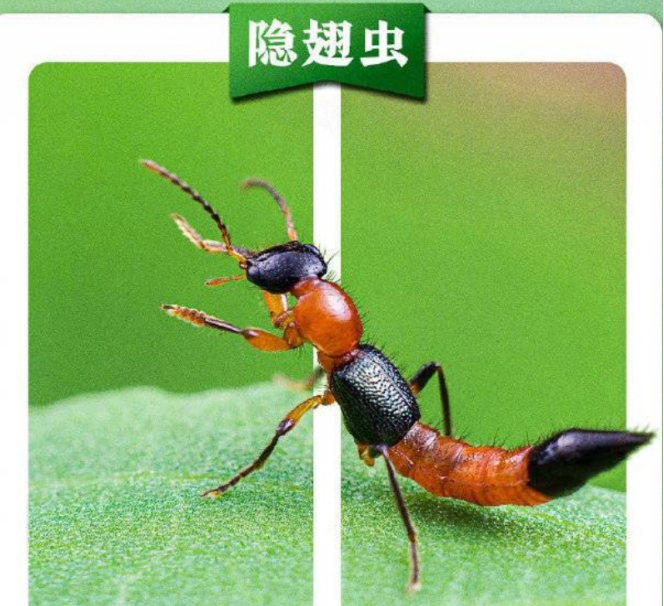 印度一家三口一日内死亡尸检报告称被毒虫咬中这真的是原因