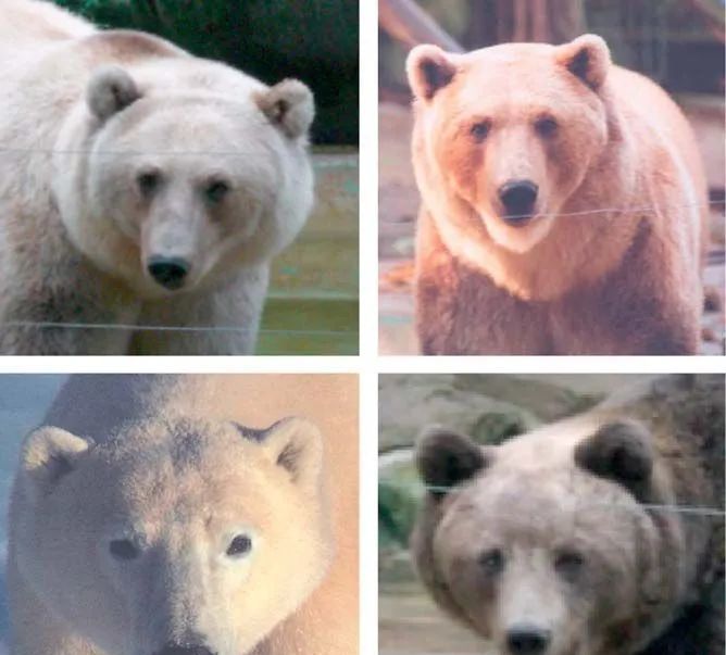 北极熊和棕熊杂交,会生出什么东西?不是灰的,就是白的!