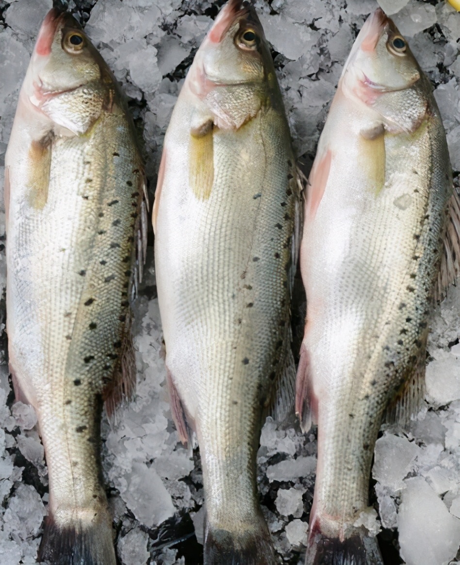 买鲈鱼别只会看大小好不好吃就看这4点