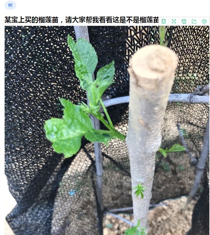 种一棵榴莲树的梦想卖家布的是不用负责任的骗局