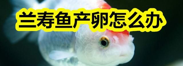 兰寿鱼产卵怎么办 鱼卵 产卵 金鱼 新浪新闻 兰寿鱼产卵怎么办 鱼卵 产卵 金鱼 新浪新闻