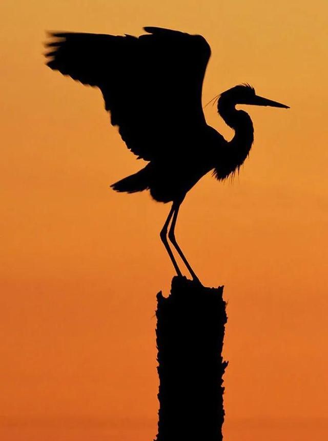 拍好剪影照片,背景和测光是关键