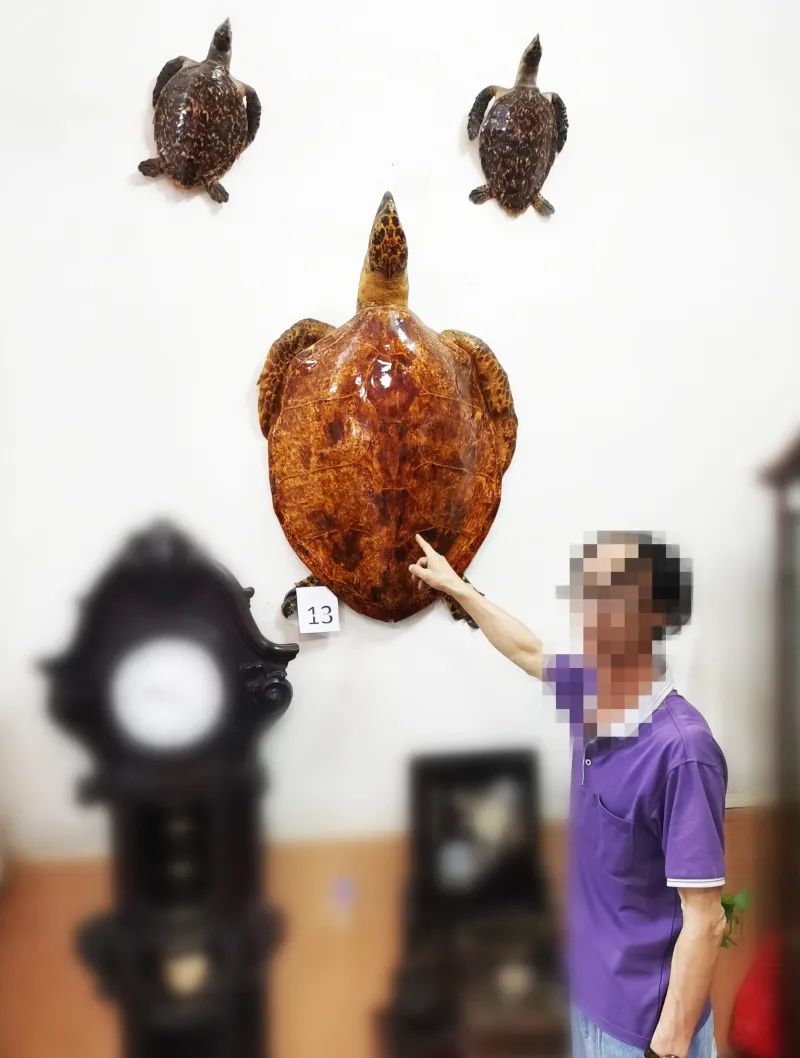 总共缴获象牙原牙6根,象牙制品91件,国家一级保护动物玳瑁标本4只