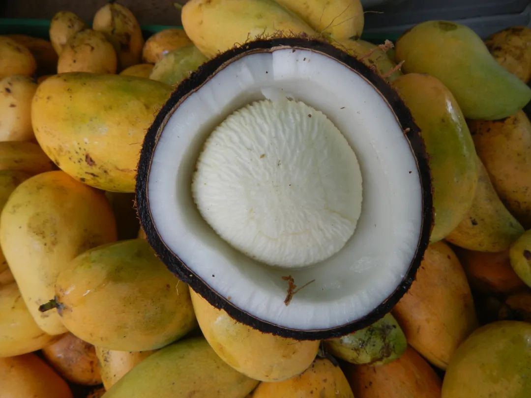 椰子的功效与作用怎么吃（椰子吃了有什么好处？椰子吃多了会对身体有啥影响？早知早预防） | 说明书网
