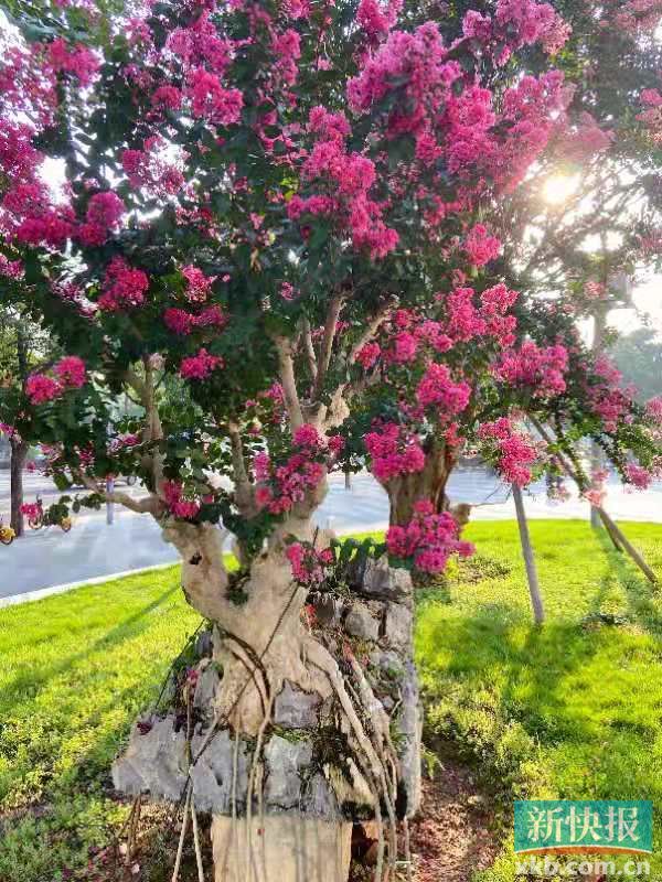 一起来赏紫薇花全国首届古紫薇文化节在佛山举行