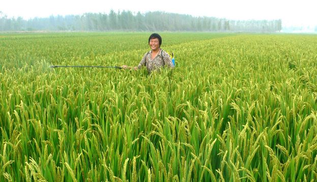 叶面肥一定不要乱用,分享叶面肥的高效施肥办法,用肥少肥效高休闲区蓝鸢梦想 - Www.slyday.coM